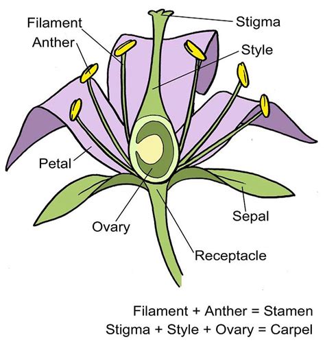 Diagram Of A Simple Flower Flower Power The Wild Side O