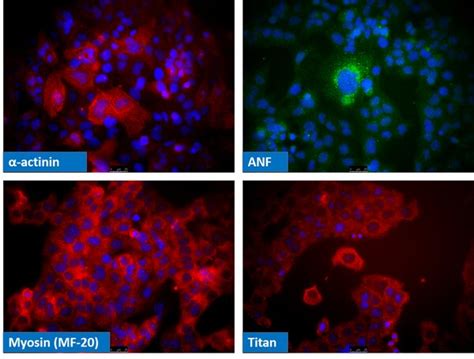 Hl 1 Cardiac Muscle Cell Line Scc065