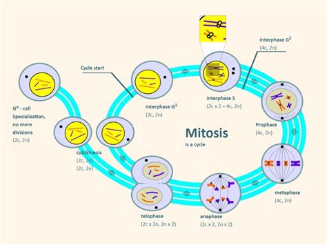 5+ Mitosis Labeled Diagram | ColleenVahorera