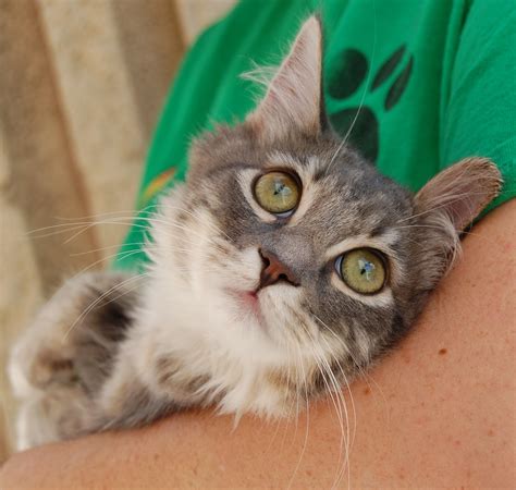 Cat for adoption near me search results show shelters full today 17