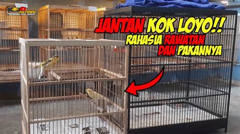 Jantan Anti Loyo Ini Dia Rawatan Dan Pakan Yang Bagus Agar Pejantan