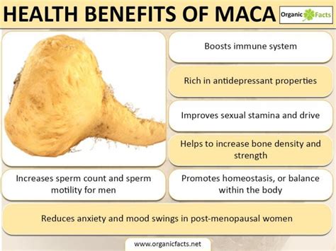 Amazing Maca Root Benefits Nutrition Organic Facts