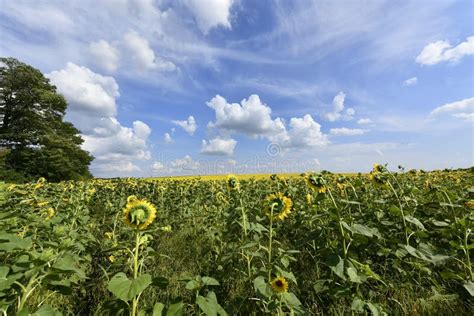 Flowering Angiosperms Plants. Stock Photo - Image of kharkov, kharkiv ...