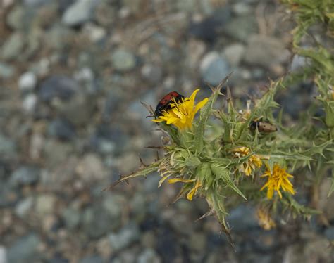 My Neighbors – American Excavations Samothrace
