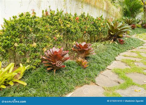 Tropical Mixed Flower Bed Background Sunny Day At Tropical Park Stock