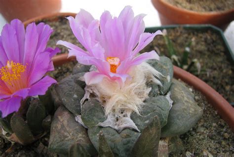 Ариокарпус Ллойда - страница вида с описанием, фотографиями и похожими ...