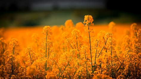 デスクトップ壁紙 日光 風景 フラワーズ 空 フィールド 黄 イブニング 朝 春 菜種 秋 花 キャノーラ 草原 ワイルドフラワー 1920x1080 Px