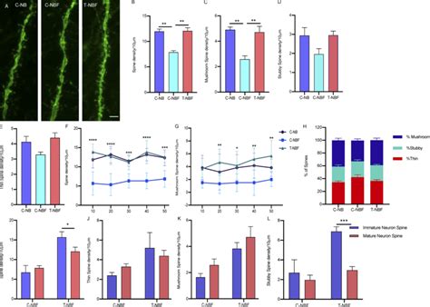 Augmentation Of Neurogenesis Modulates Synaptic Plasticity Of Mature