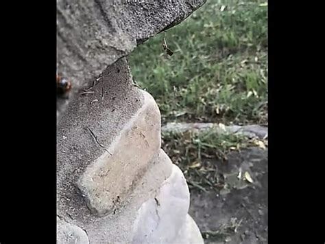 Mariquita Malcriada XVIDEOS