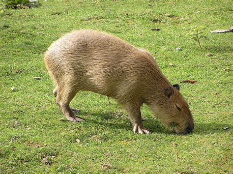 Capybara - Facts, Diet, Habitat, Lifespan, as Pets, Pictures
