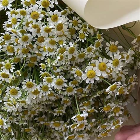 Матрикария (ромашки кустовые) поштучно купить в СПб | Фото и видео ...