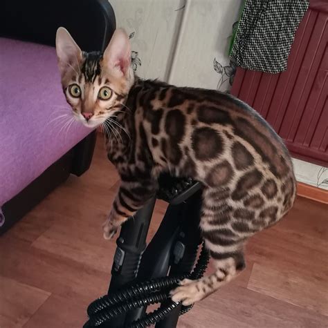 Бенгальские кошки, коты, котята