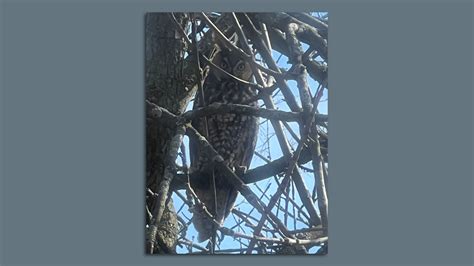 Chicagoans Give A Hoot About Owls Axios Chicago