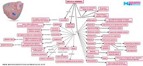 Celula Eucariota Mapa Conceptual Uggboots Images And Photos Finder