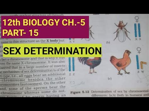 Class Biology Chapter Part Sex Determination By Study With Farru YouTube