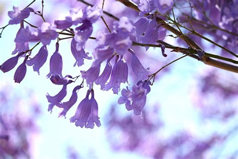 Jacaranda Flowering Conditions - How To Get A Jacaranda To Bloom