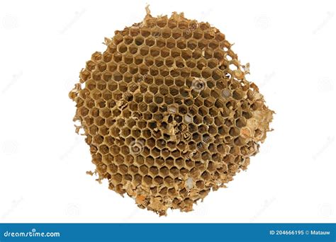 Close-up of the Nest of the European Hornet Stock Image - Image of ...