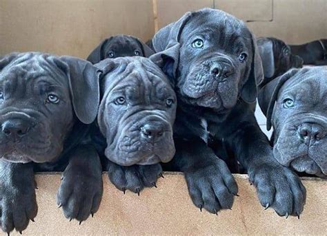 Cane Corso Gris Mon Cane Corso