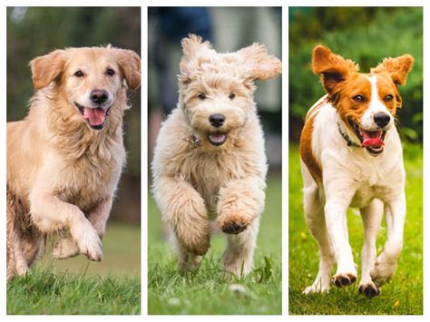 Are Dogs Long Distance Runners