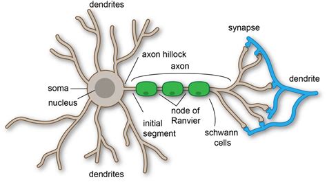 Cells Of The Nervous System TeachMePhysiology