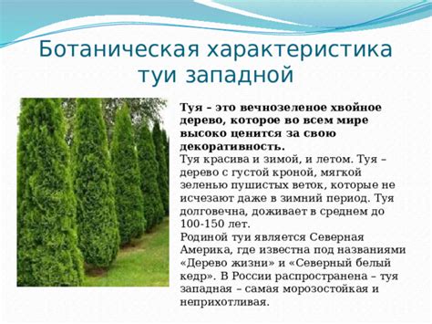 «Вегетативное размножение туи»