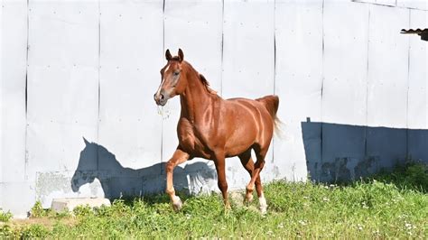 Арабский мерин, продан. #арабскаялошадь #арабскиймерин - YouTube