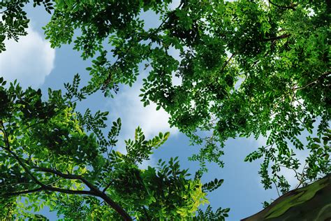 Радужный эвкалипт, коллаж по фото ( высота 280 см) on Behance