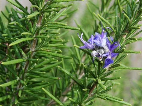 Medicinal Plants To Grow At Home Bless My Weeds