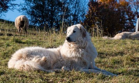 Shepherd Dog Guarding the Sheep Flock Stock Photo - Image of herd, looking: 236992242