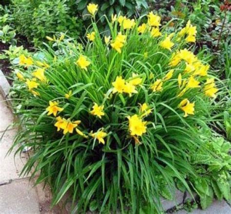 Лилейник низкорослый ранний: продажа, цена в Киевской области. Саженцы ...