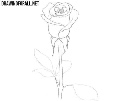 how to draw a real rose step by step
