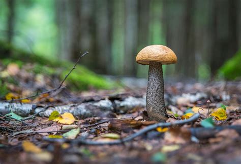 100+ Amazing Mushroom Photos · Pexels · Free Stock Photos