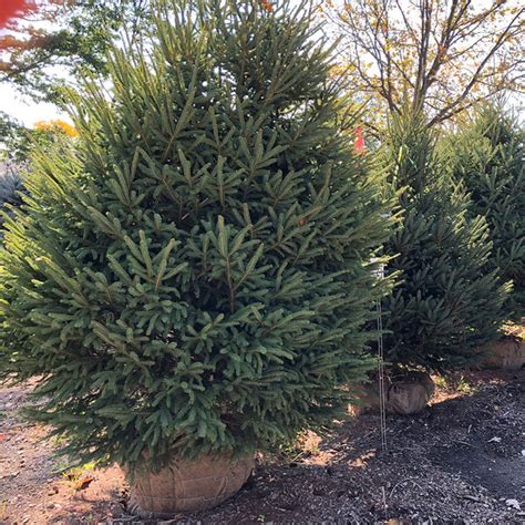 Picea glauca - Horsford Gardens and Nursery