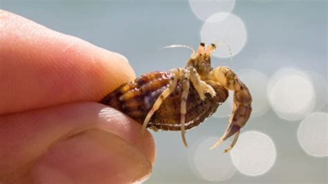 Can You Hold Hermit Crabs And Do They Like To Be Held Avid Aquarist