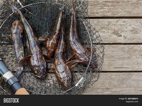 Amateur Fishing Fresh Image Photo Free Trial Bigstock