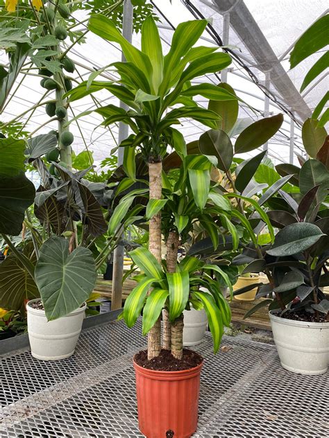 Dracaena Mass Cane Corn Plant Massangeana Eureka Farms