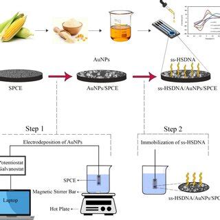 Schematic Illustration Of The Preparation And Performance Of The