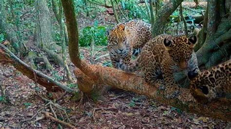 Ya Son Los Yaguaret S Que Viven En Libertad En El Parque Nacional