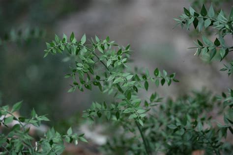 Ruscus aculeatus - Tropengarten-Shop