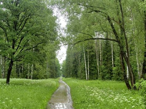 после дождя обои Картинки обои Лес после дождя / Ліс після дощу без ...