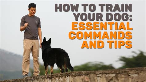 The Pawsome Paradox: 5 Clever Ways To Train Your Dogs To Train Your Dogs