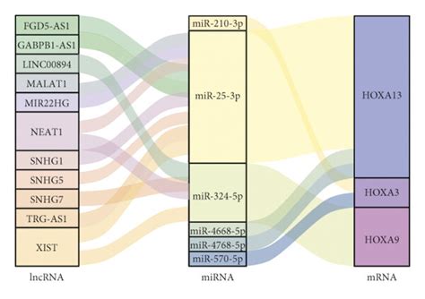 The Construction Of CeRNA Regulatory Network And Machine Learning