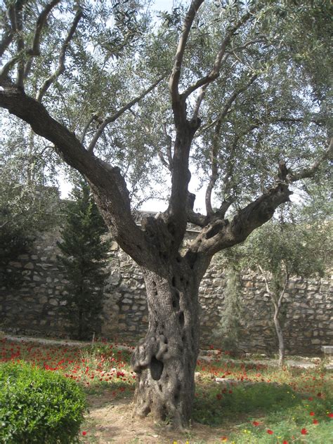 Garden of Gethsemane Olive Tree 2 | BYU New Testament Commentary