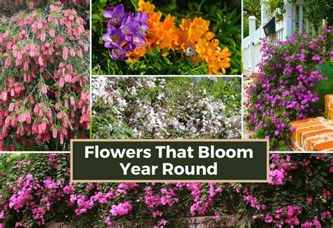 Flowers That Bloom Year Round At Jamieccottons Blog