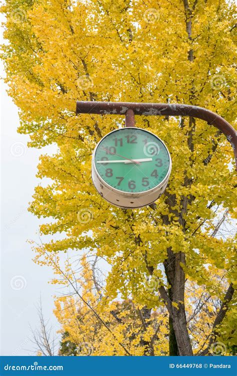 View of Yellow Ginkgo Trees in a Park, Japan Stock Photo - Image of japan, plant: 66449768