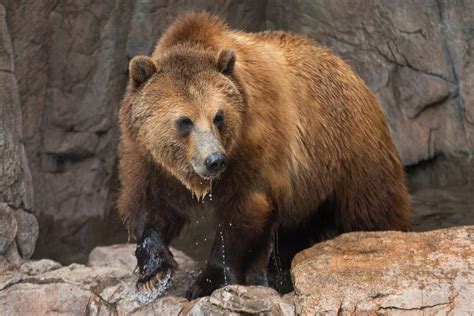 Grizzly Bear Reid Park Zoo