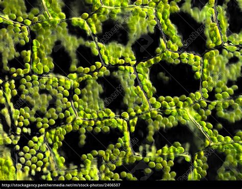 Chloroplast Plant Cell Microscope Micropedia