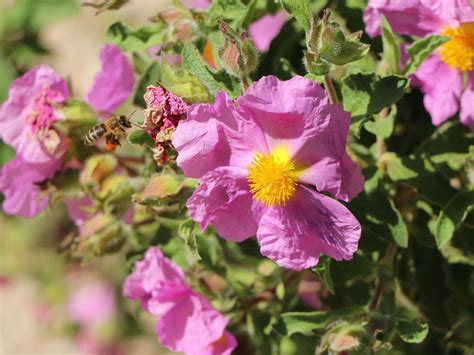 Kretische Zistrose Cistus Creticus Baumschule Horstmann