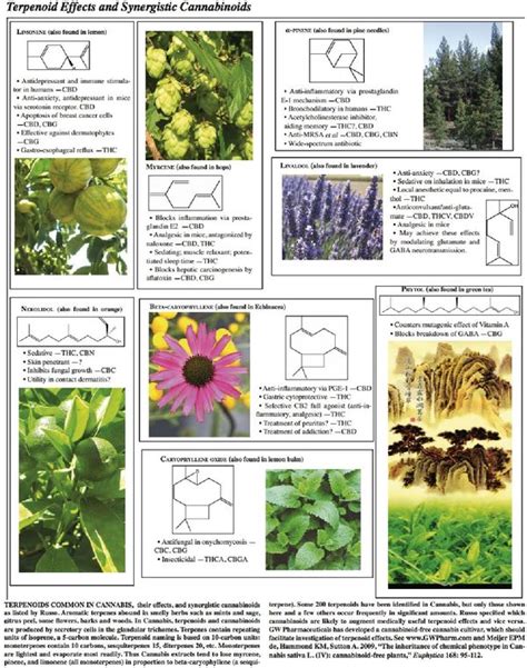 Los Terpenos El Ingrediente “secreto” Del Olor Y Las Propiedades