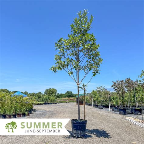Moonglow® Magnolia Magnolia Virginiana Jim Wilson Shepherdssupply